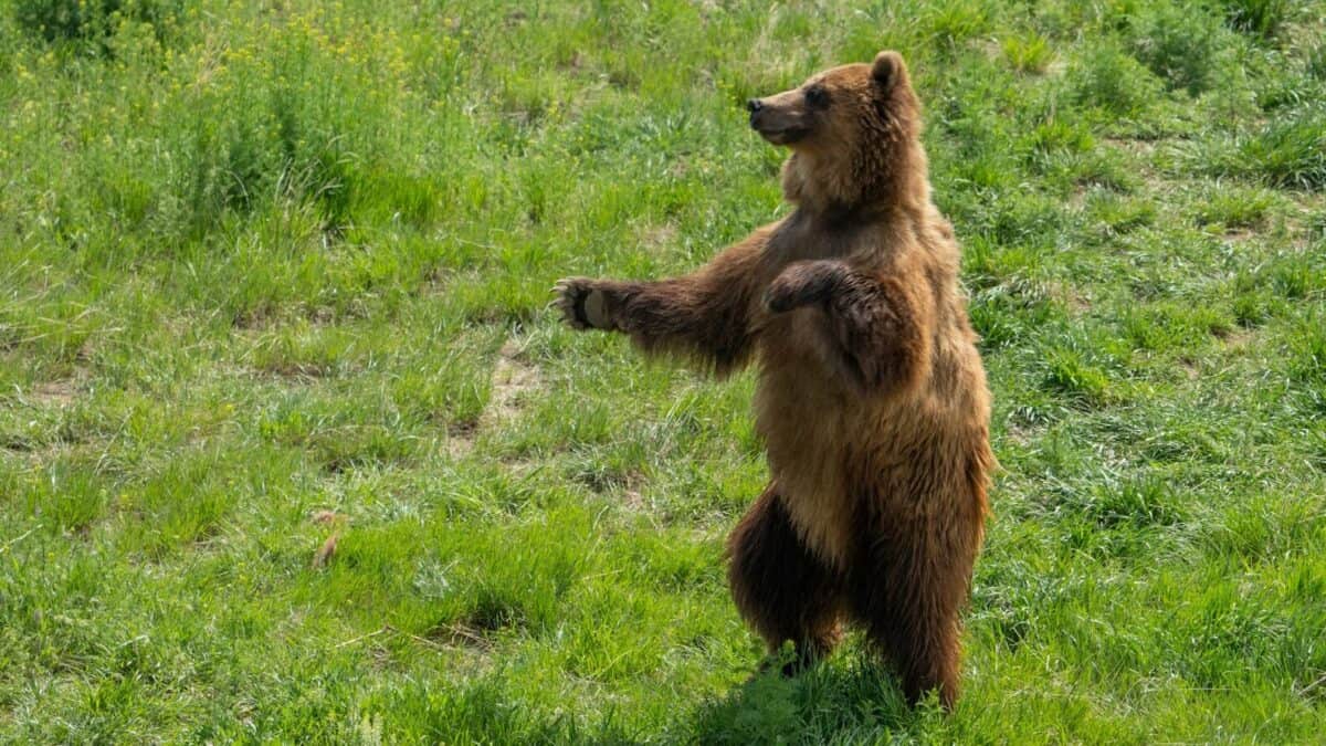 brown bear on green grass field during daytime