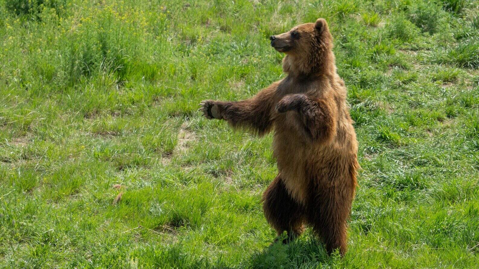 brown bear on green grass field during daytime