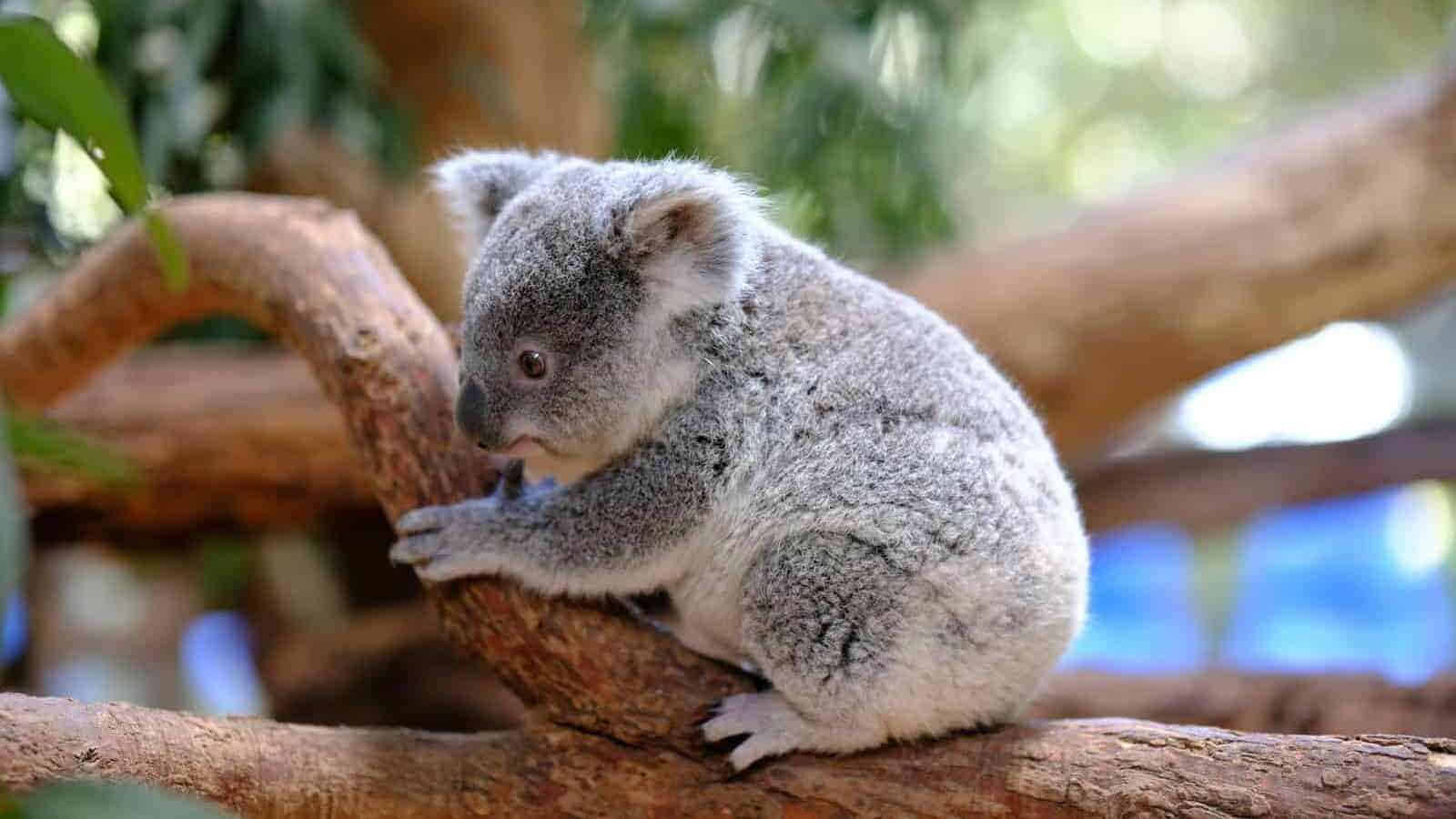 A koala sitting on a branch in a tree