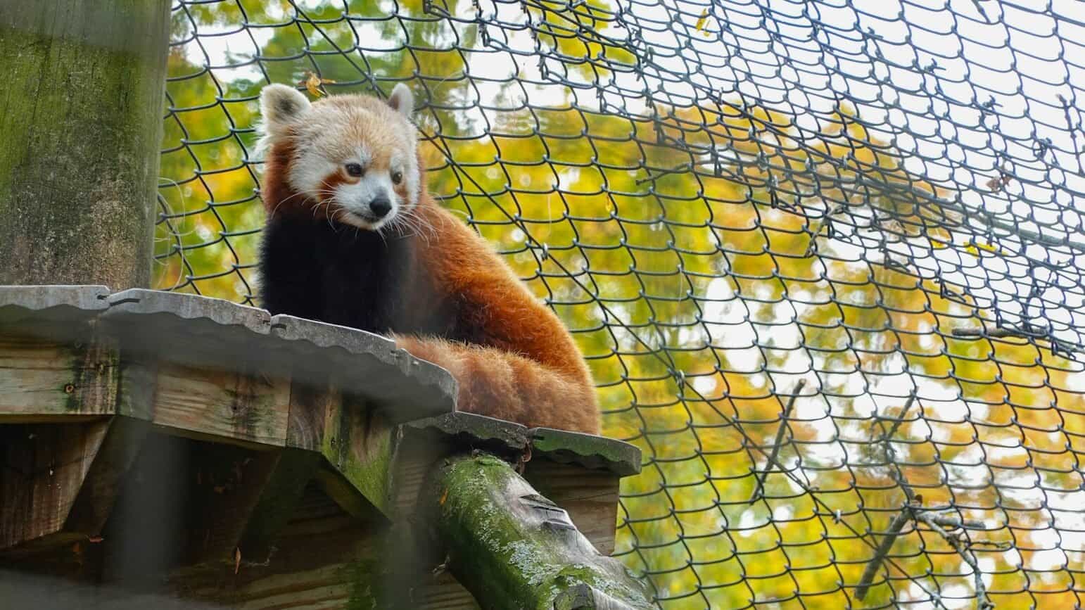A red panda sitting on top of a wooden platform