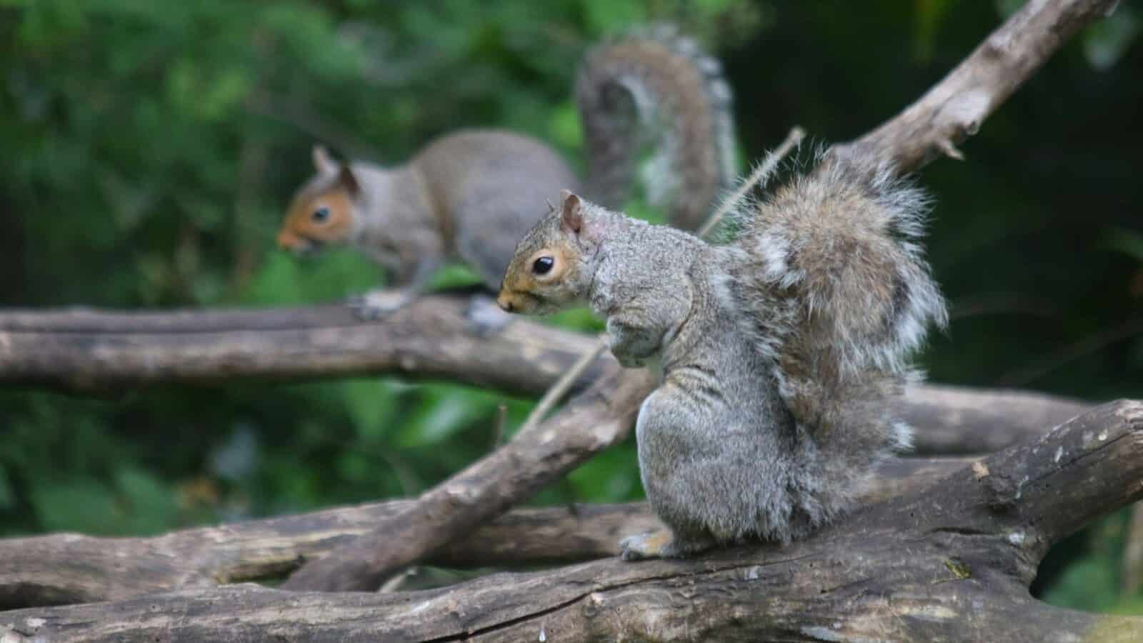 A squirrel sitting on top of a tree branch
