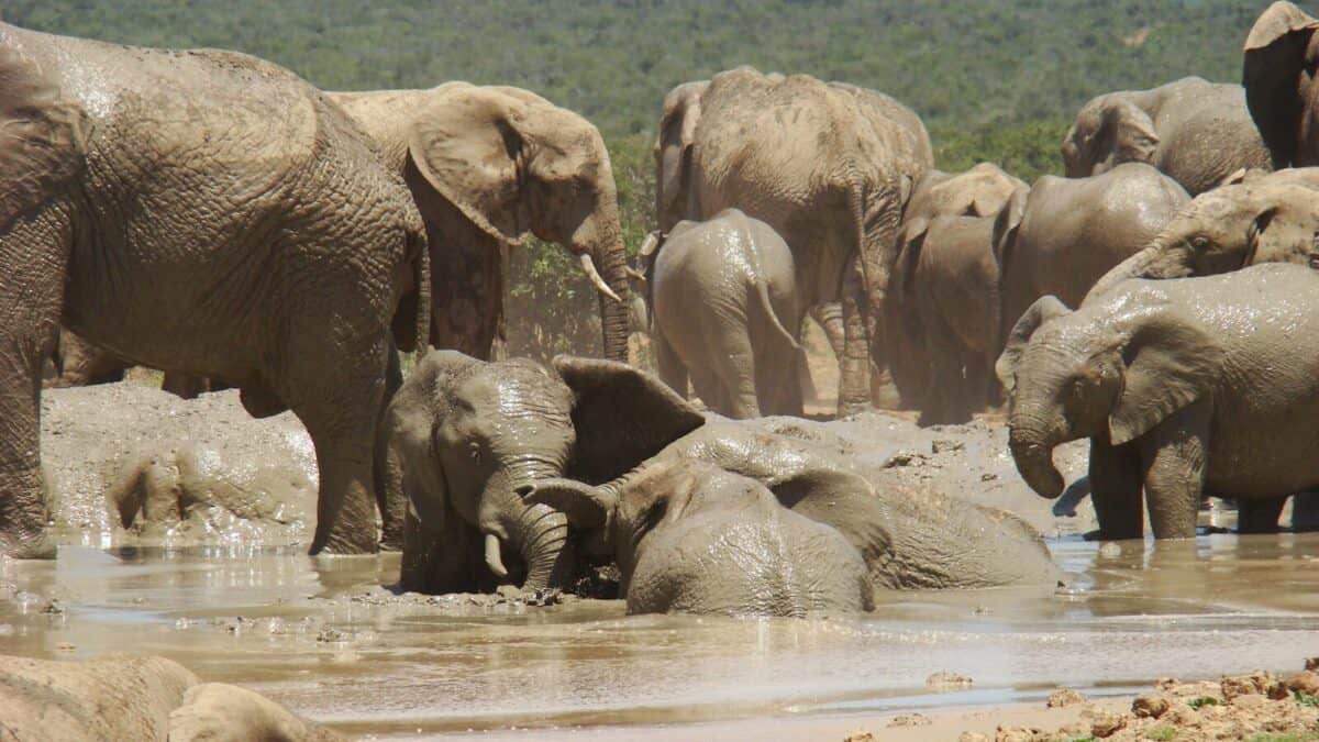 a herd of elephants standing next to each other
