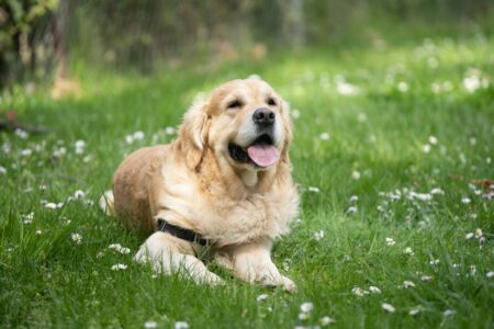 10 Breeds That Love Being Alone &mdash; And 8 That Crave Company