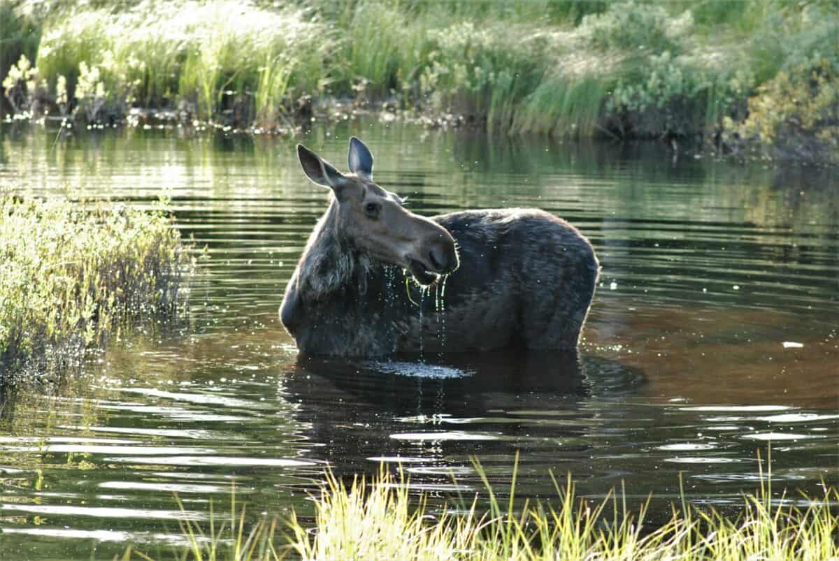 a moose standing in a body of water