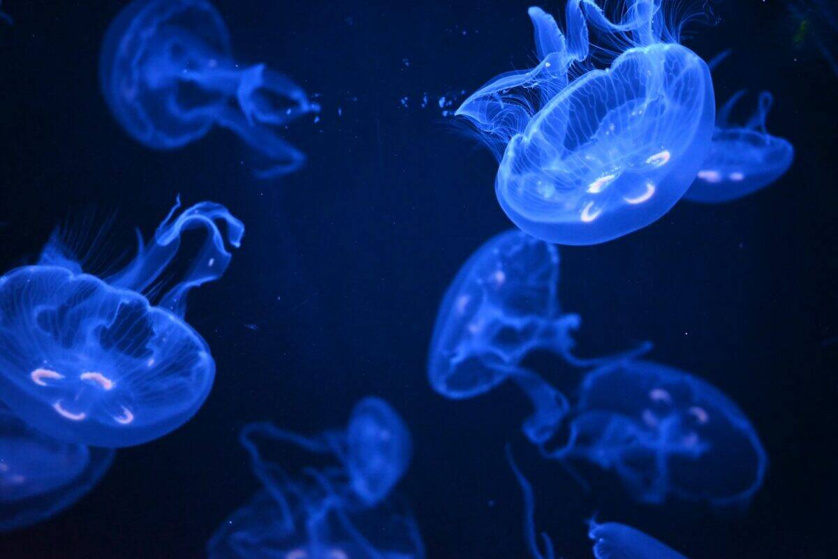 Unexpected Jellyfish Blooms