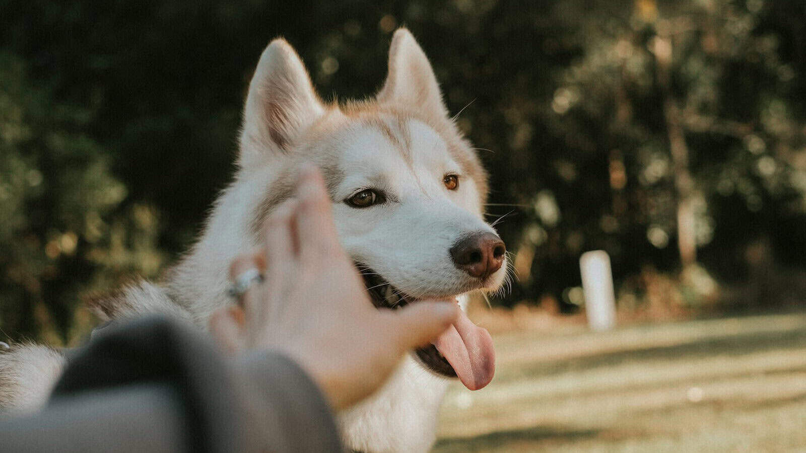 a person petting a dog in the park
