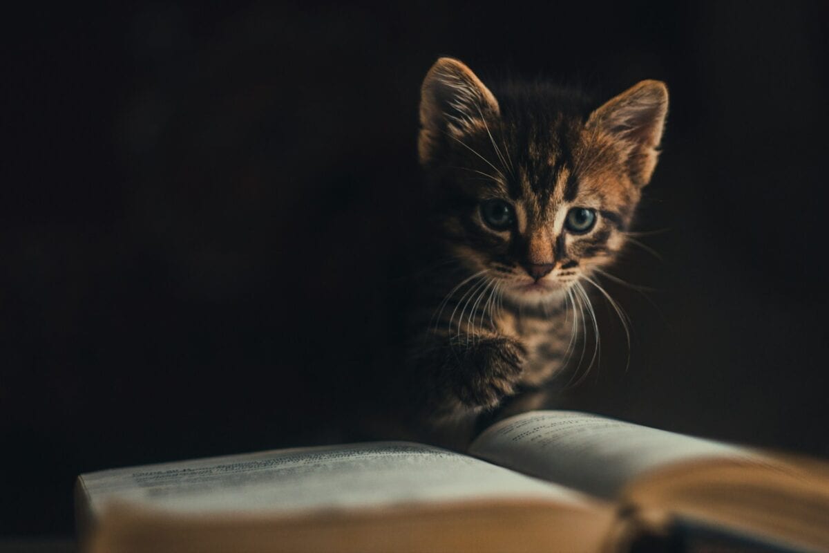 The Future of Feline Communication Research
