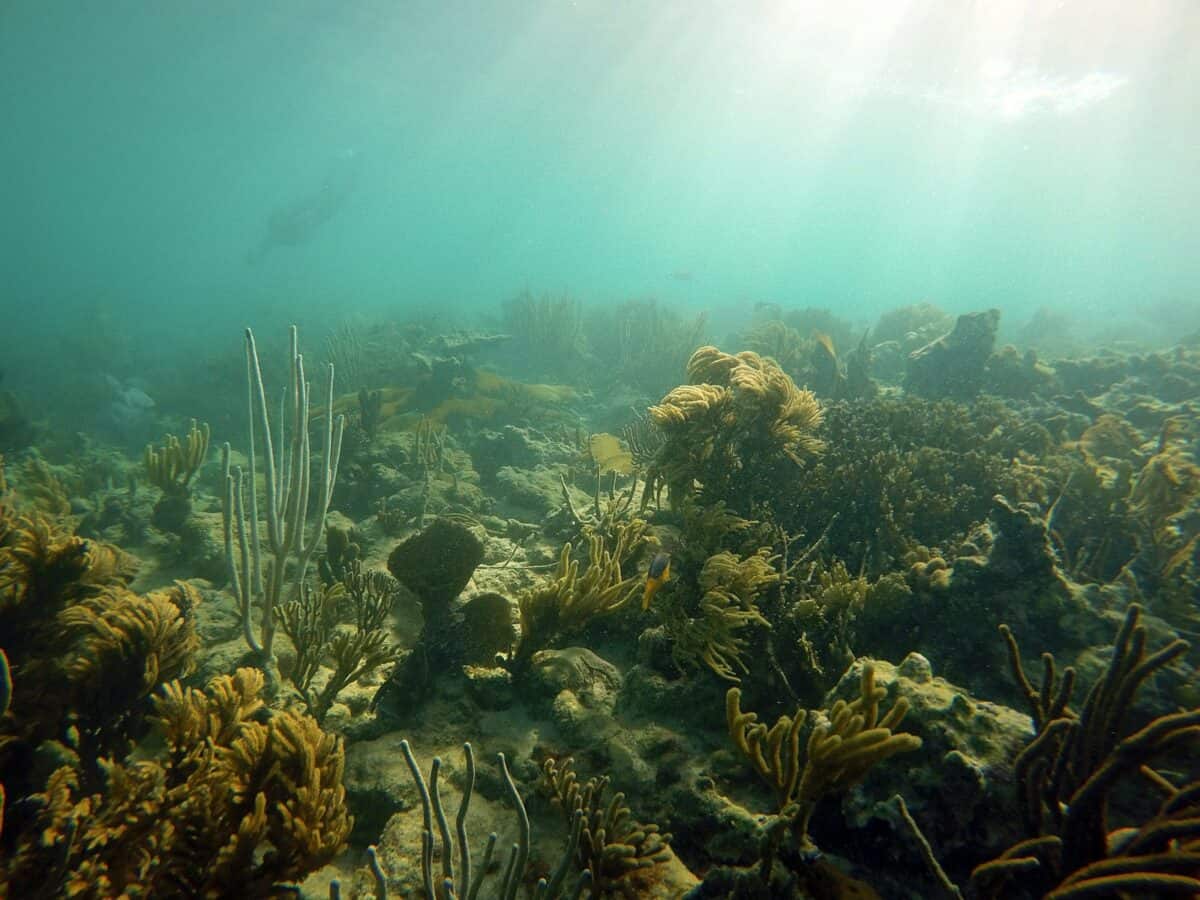 an underwater view of a coral reef and seaweed