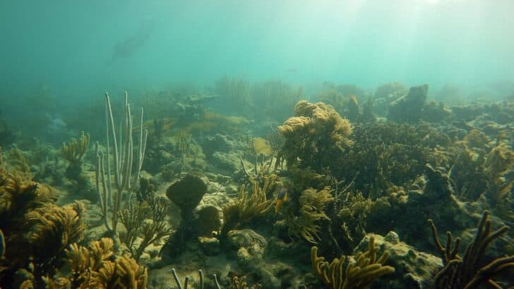 What’s Killing Coral Reefs Off Florida’s Shores