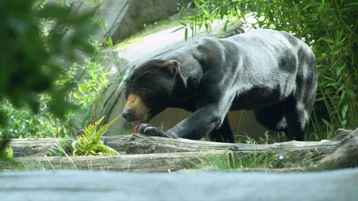 wildlife photography of black and brown beatr