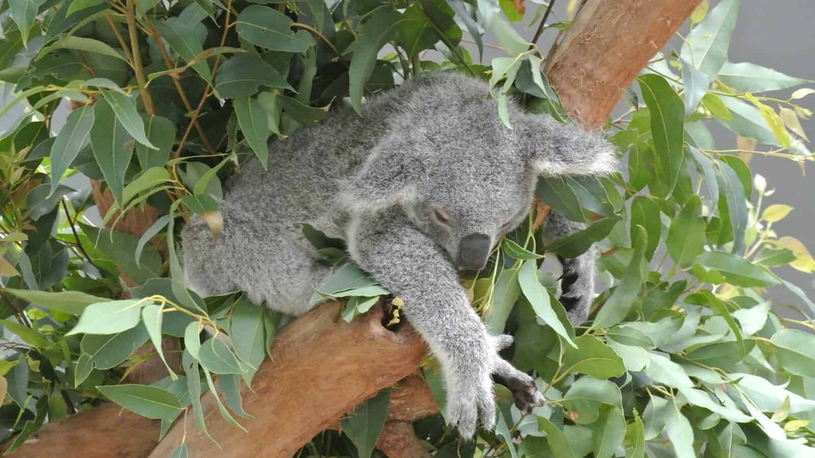 koala bear on tree during daytime