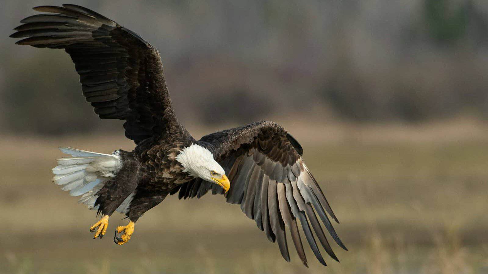 bald eagle above brown frield