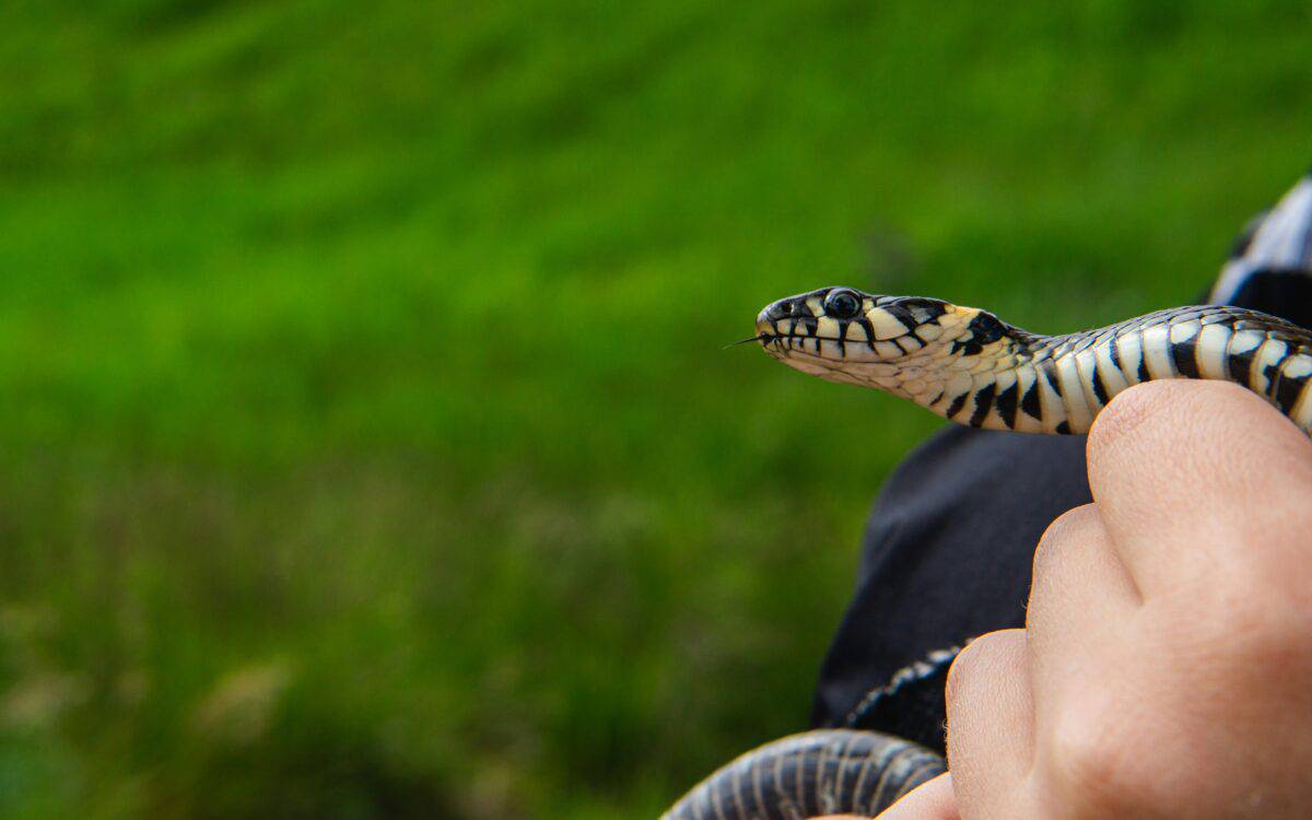 A wild snake being held for safety.
