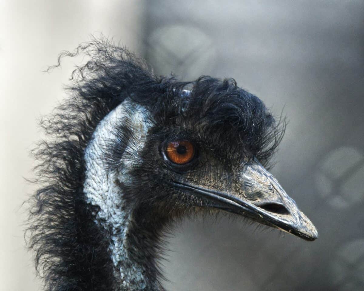 a close up of an ostrich's head with a blurry background