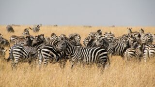 a herd of zebras standing in a dry grass field