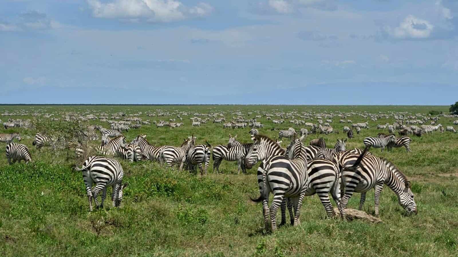 zebra on green grass field during daytime