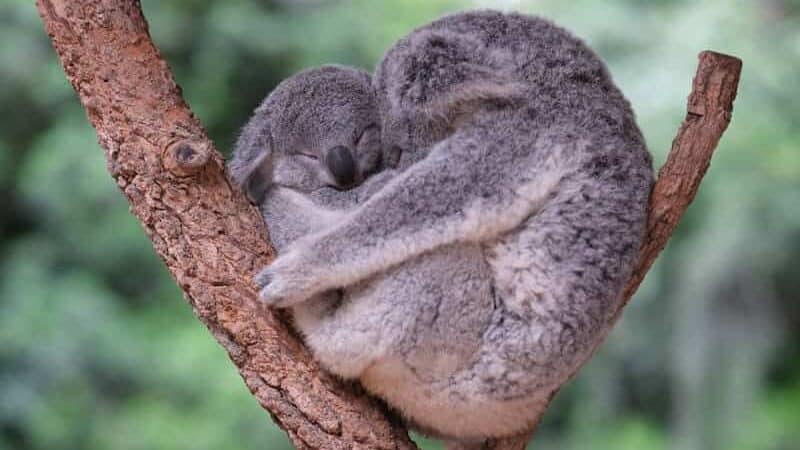 A koala sleeping on top of a tree branch