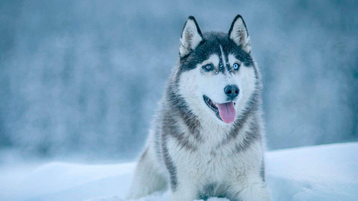 Alaskan Malamute walking on snow field