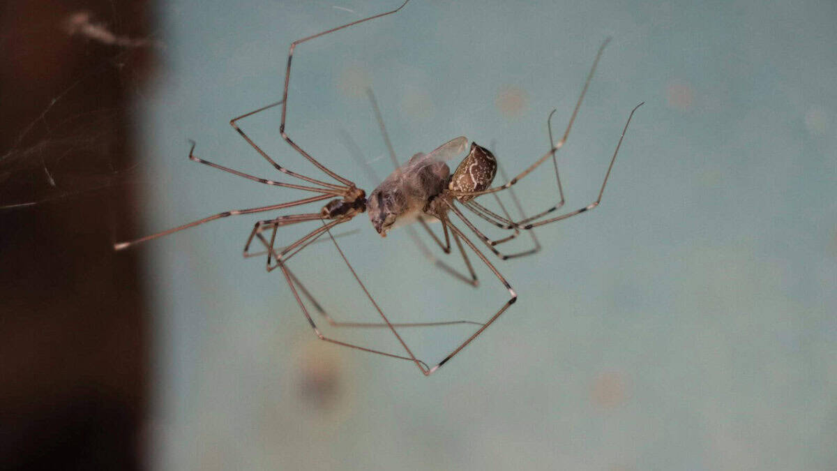 a close up of a spider