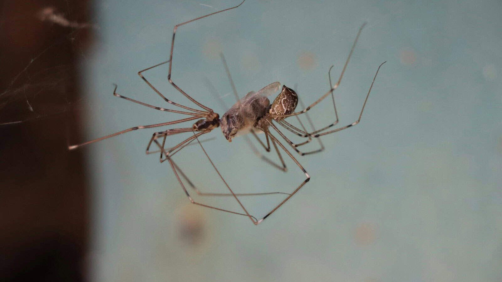 a close up of a spider