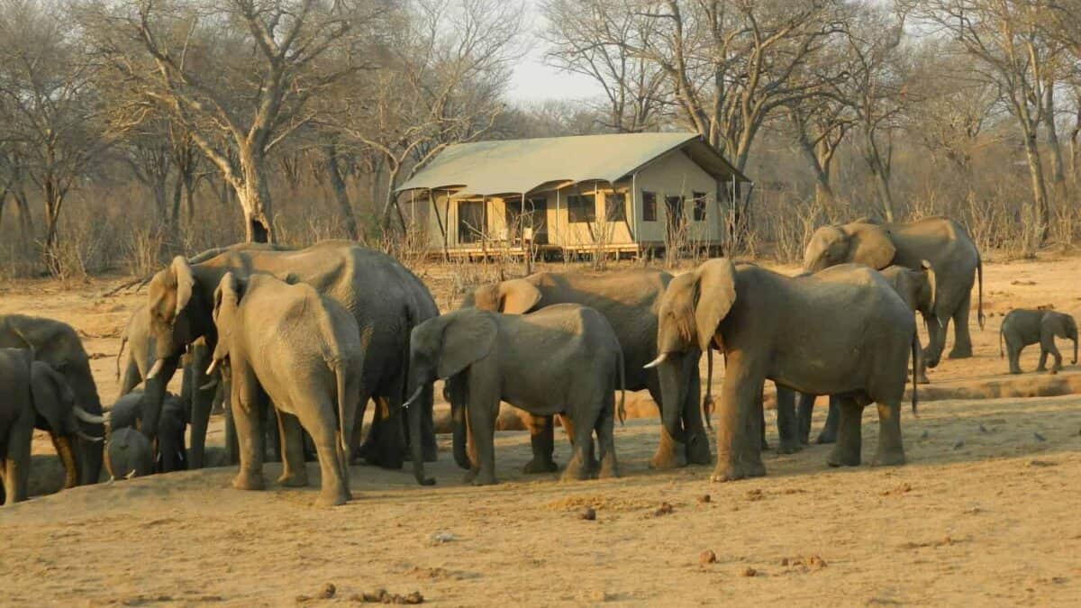 group of elephant walking on brown dirt during daytime
