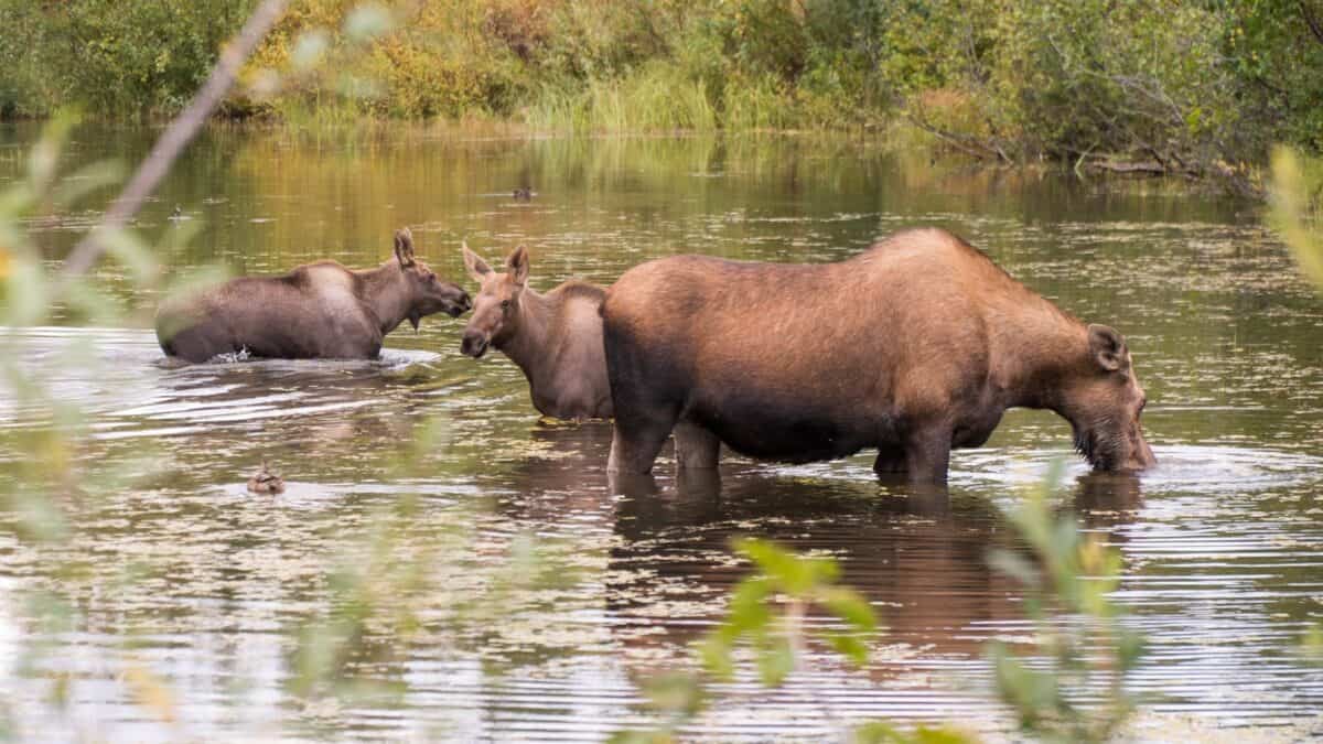 a group of moose in a body of water