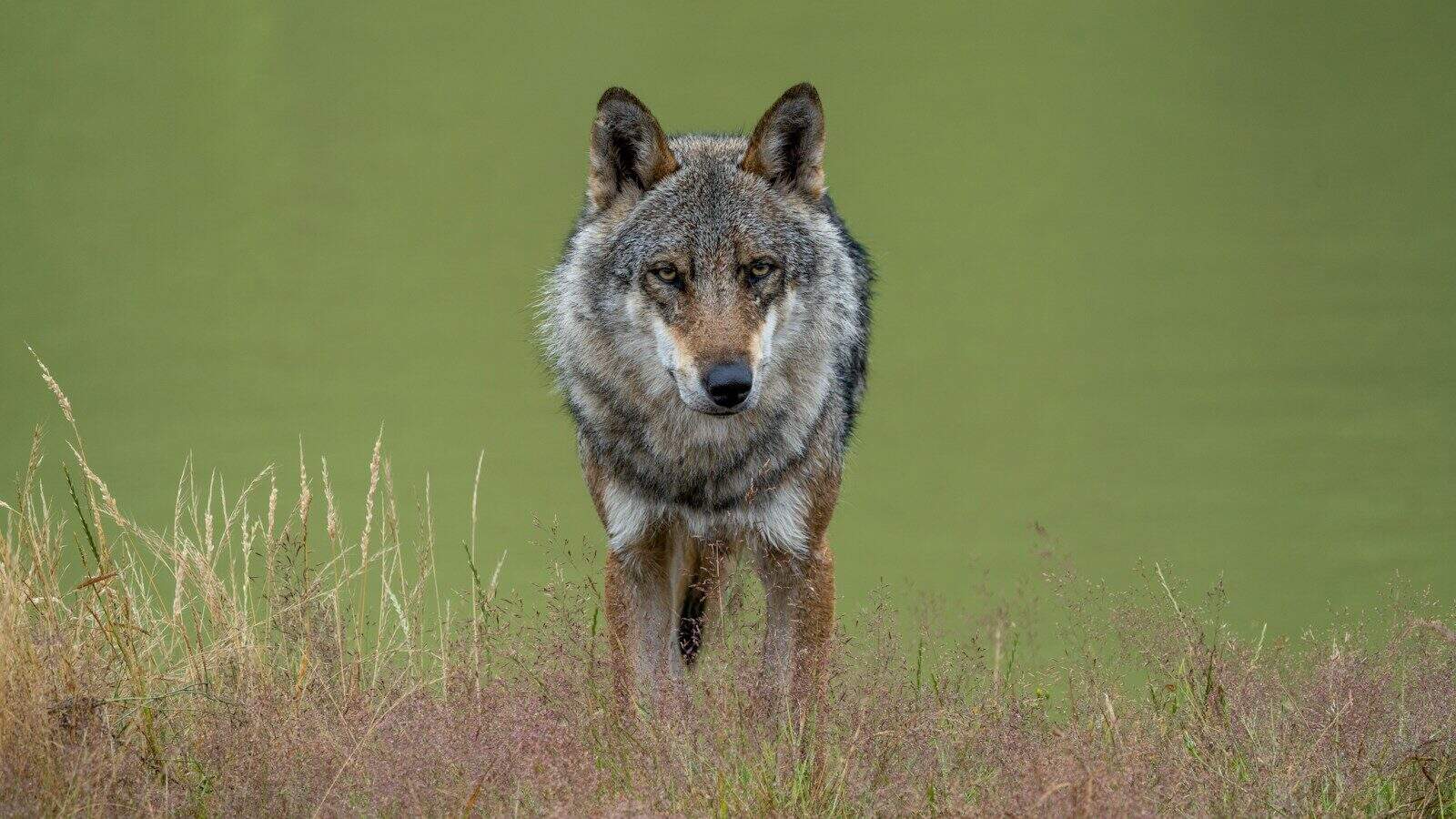 a wolf standing in a field of tall grass