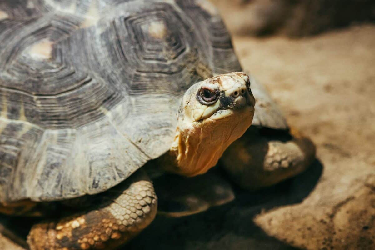 Fernandina Island Tortoise: Galápagos Survivor