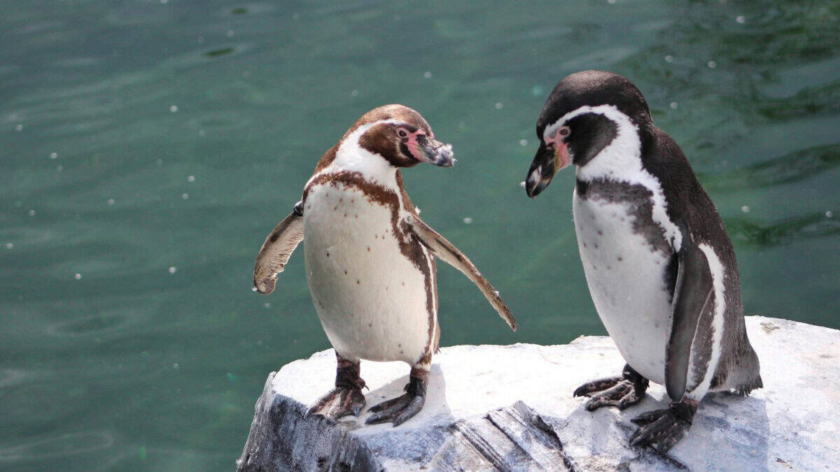 two white-and-brown penguins standing on gray rock