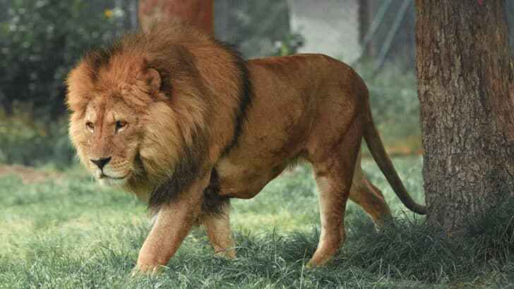 How Wildlife Vets Treat Big Cats in Conflict Zones