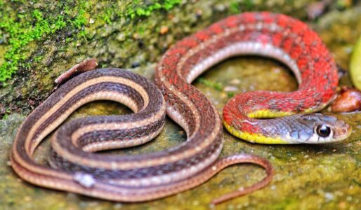 Do Pet Snakes Show Affection