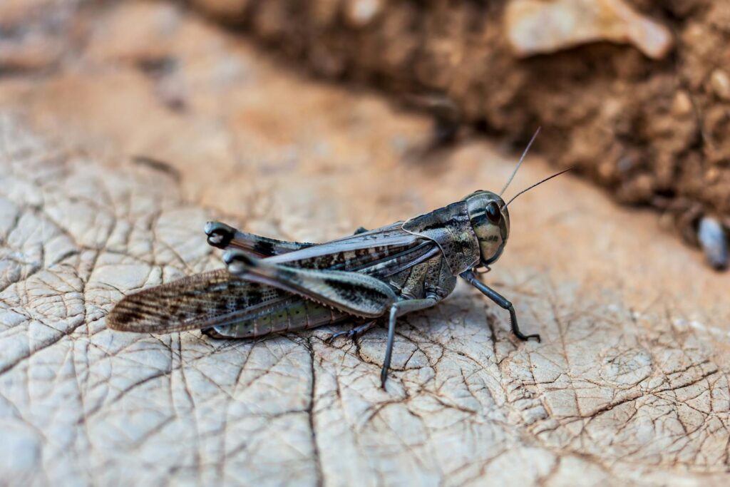 Macro photo of a locust perched on a textured leaf surface.