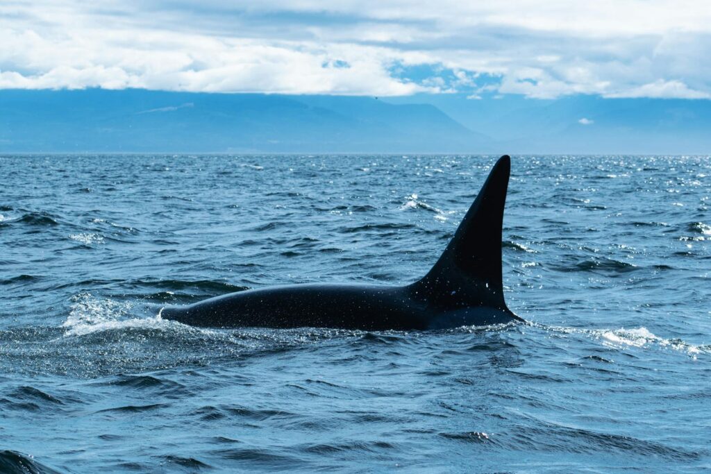 A majestic orca swimming in the vast ocean under a cloudy sky.