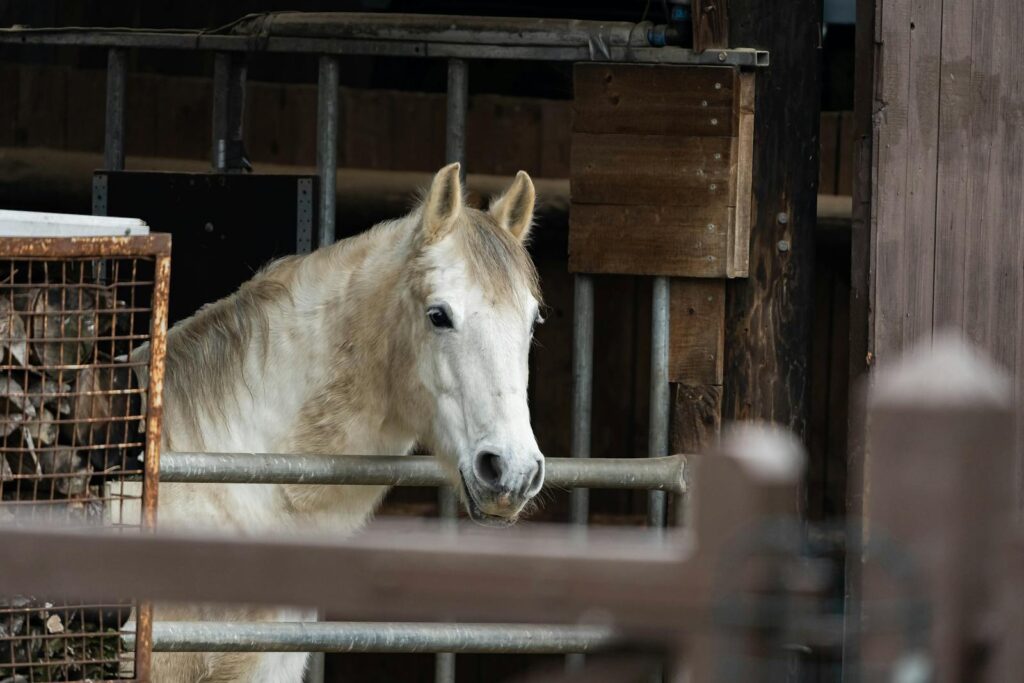A majestic Lipizzan horse standing in a rustic stable, showcasing its graceful demeanor.
