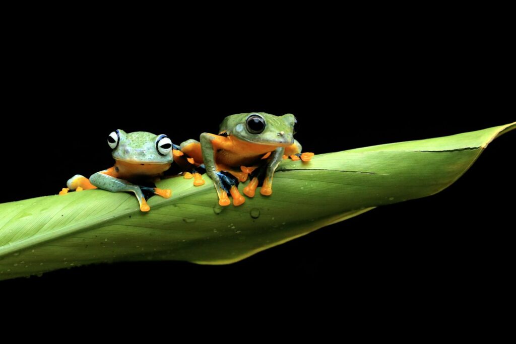 Close-up of two colorful frogs on a leaf against a black background.