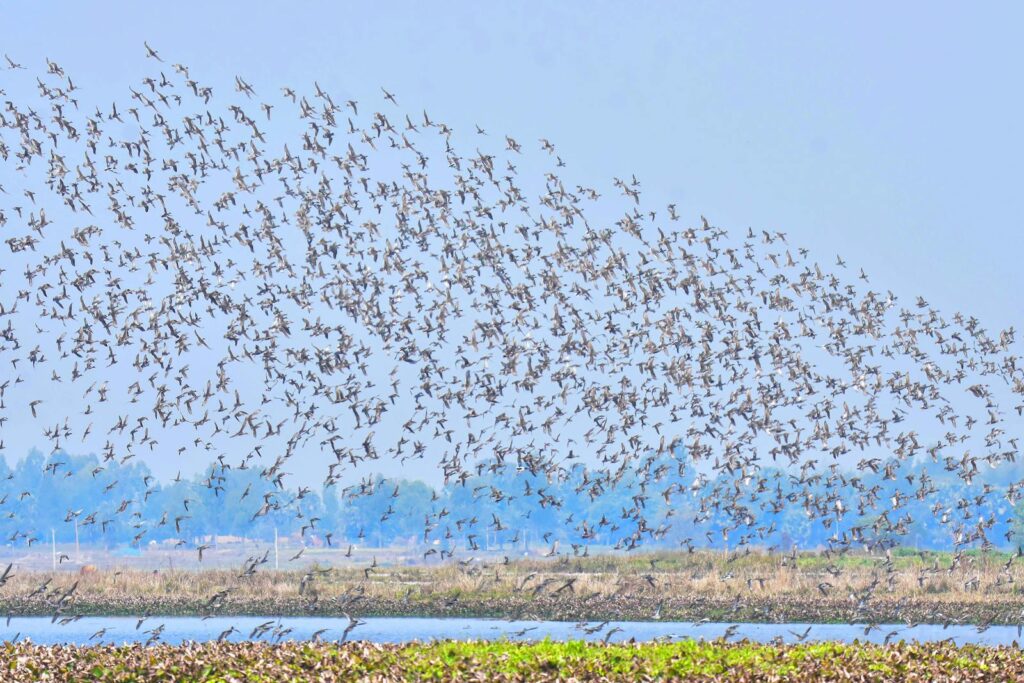 A vibrant flock of birds soaring over a serene lake, capturing the essence of freedom in nature.