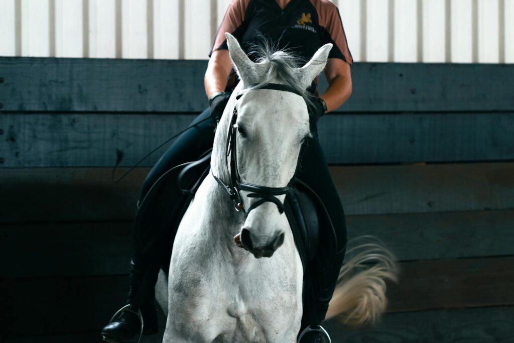 A white horse and rider engaged in equestrian training indoors, showcasing elegance.
