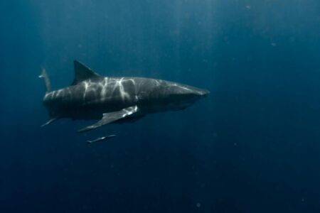The Mystery of the Goblin Shark—A Deep-Sea Predator Unlike Any Other