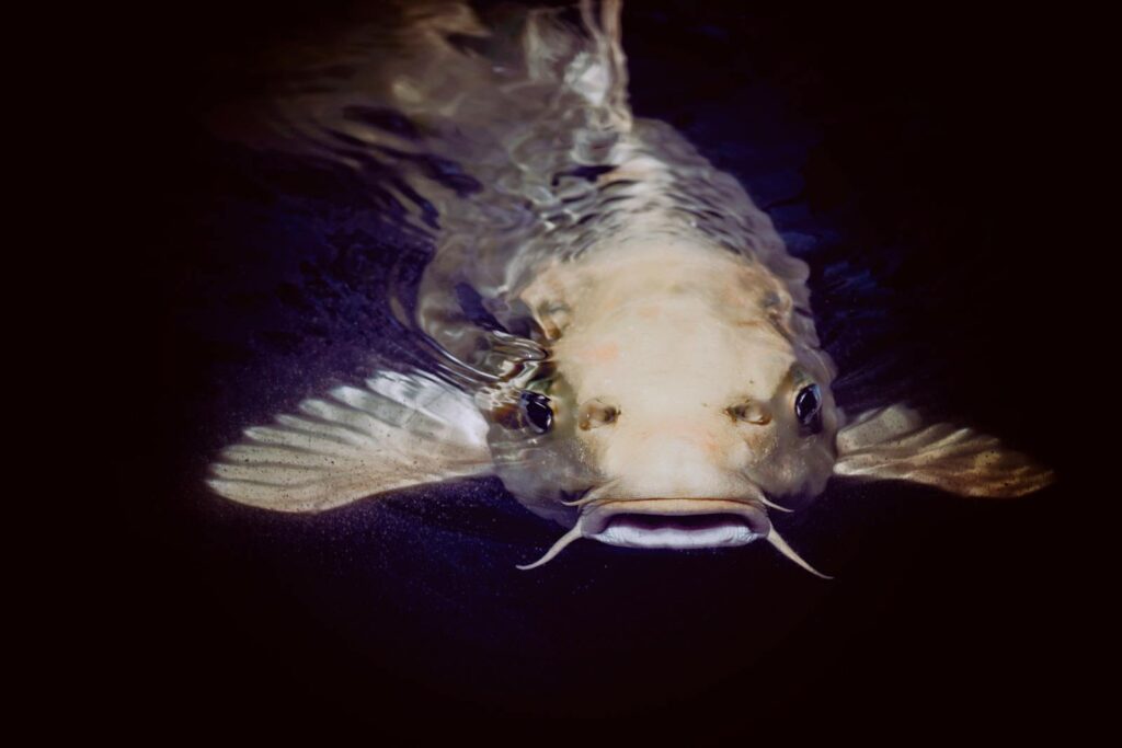 A detailed close-up of a catfish swimming gracefully beneath the water surface in Albuquerque.