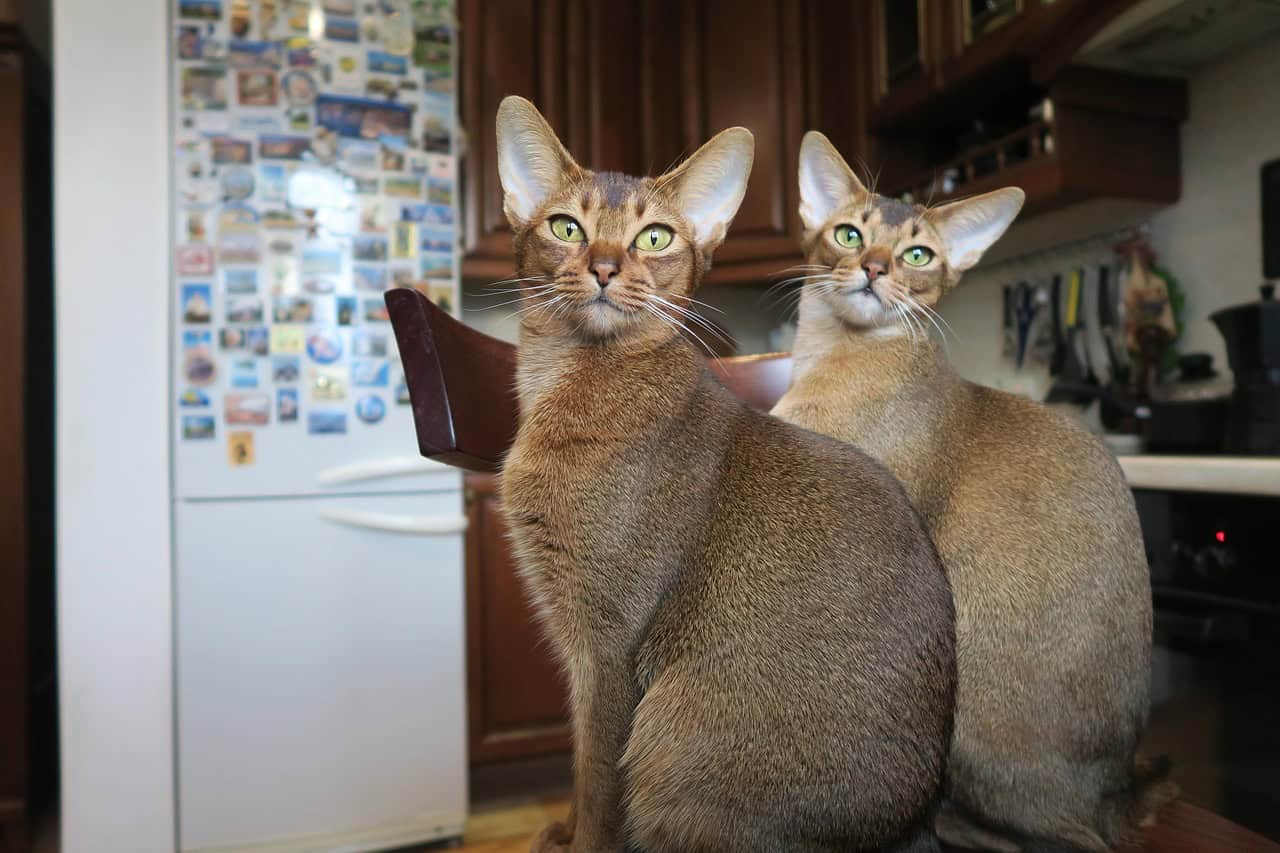 Abyssinian - The Energetic Best Friend (image credits: pixabay)
