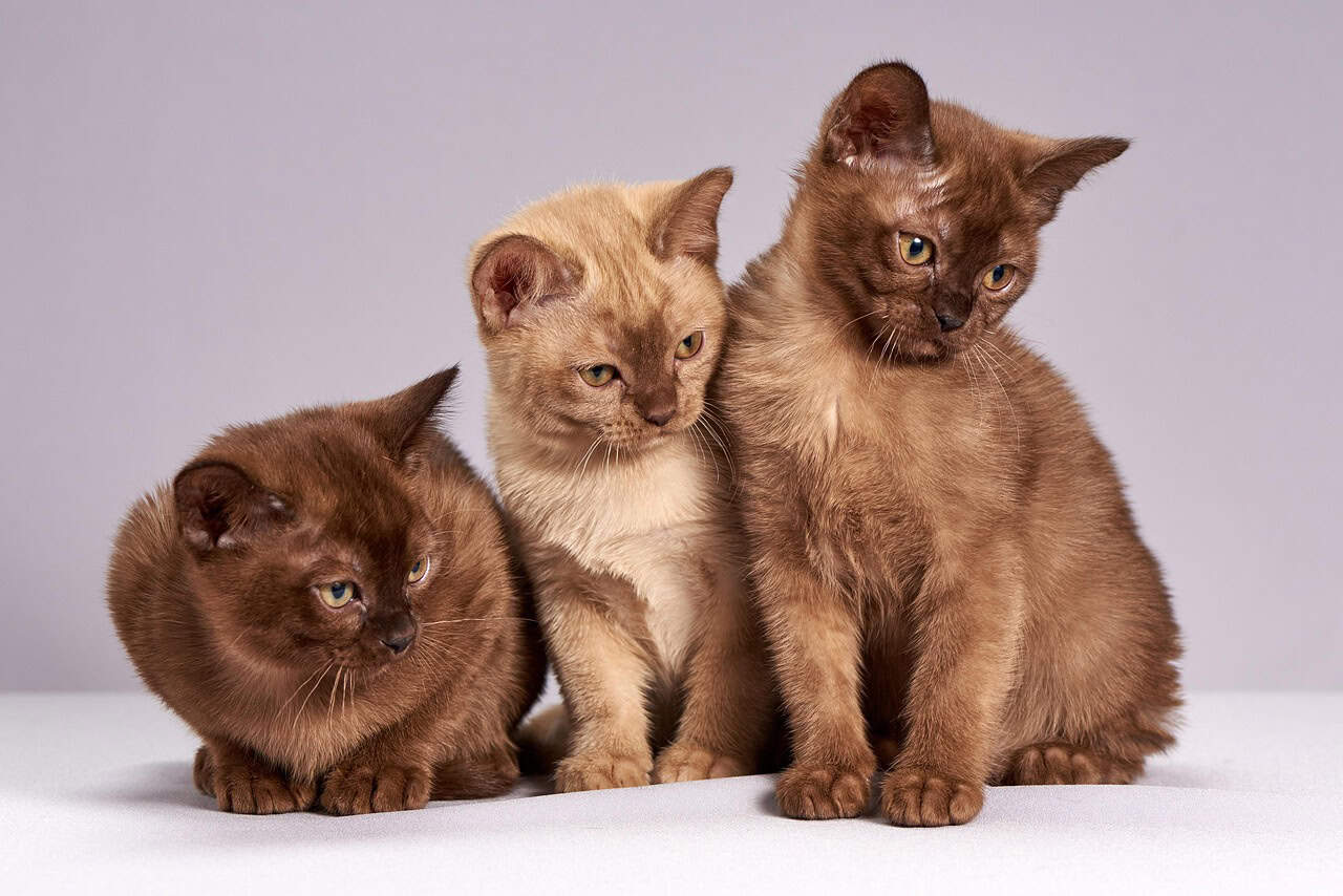 Burmese - The Curious Window Watcher (image credits: pixabay)