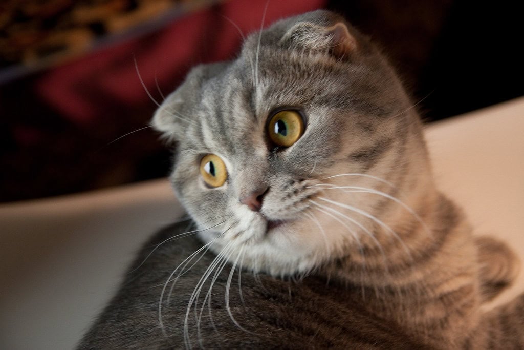 Scottish Fold - The Sweet Quirky Companion (image credits: flickr)