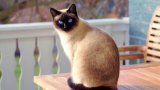 8 Friendliest Cat Breeds that Love People