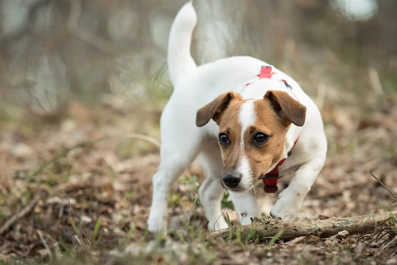 Jack Russell Terriers: Energy Bombs with Teeth (image credits: pixabay)