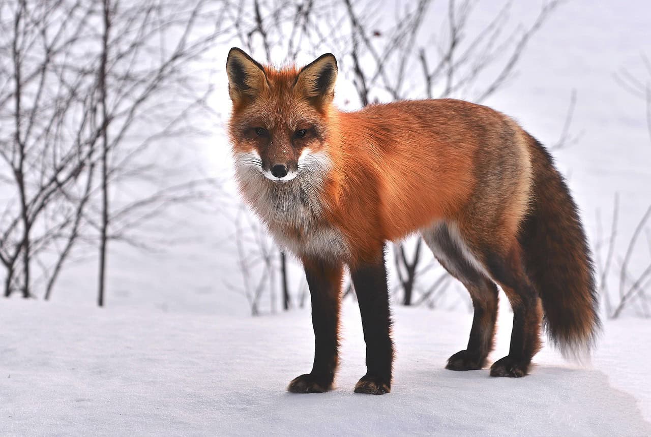 Gemini: The Clever Fox (image credits: pixabay)