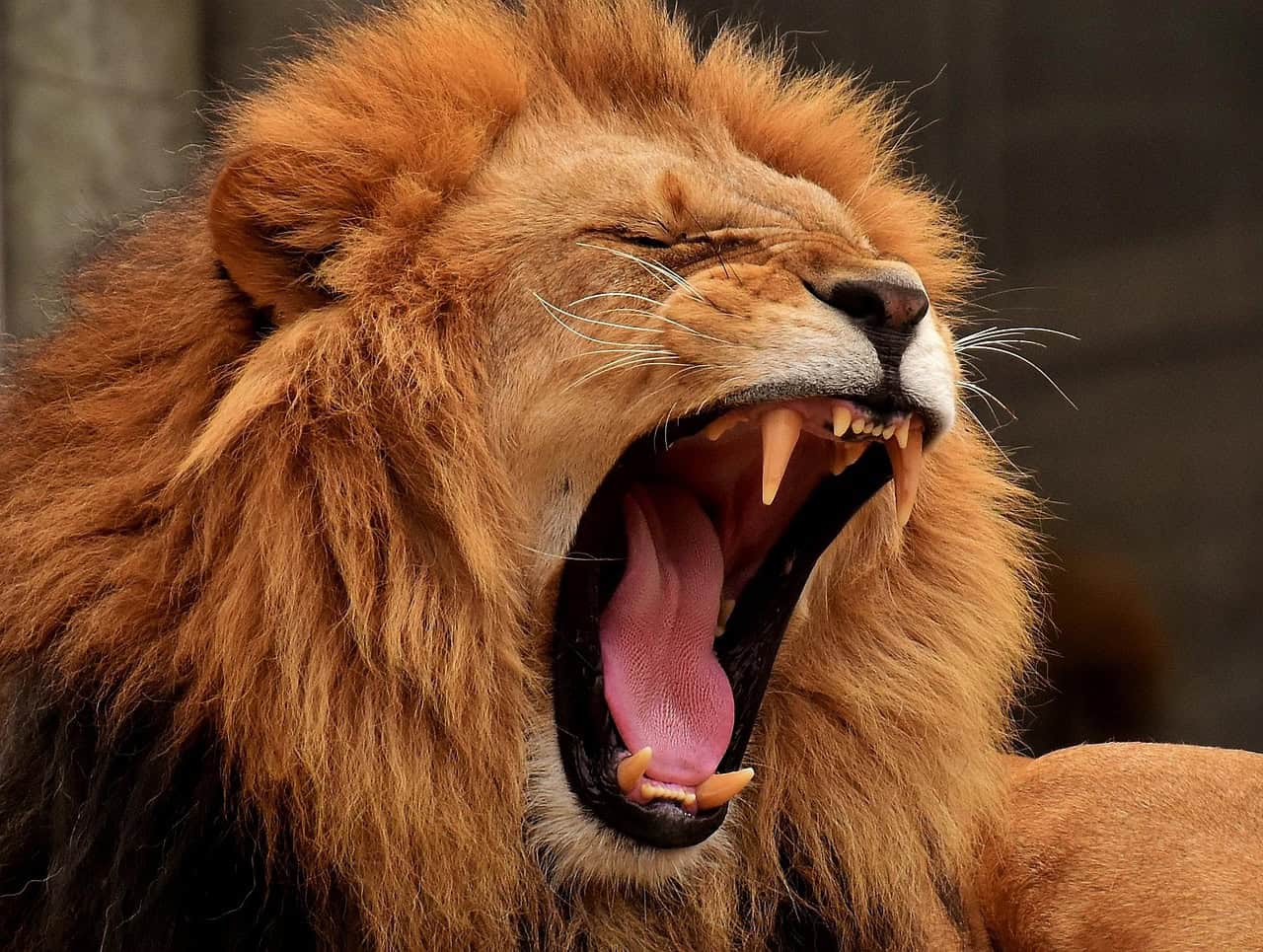 Leo: The Majestic Lion (image credits: pixabay)