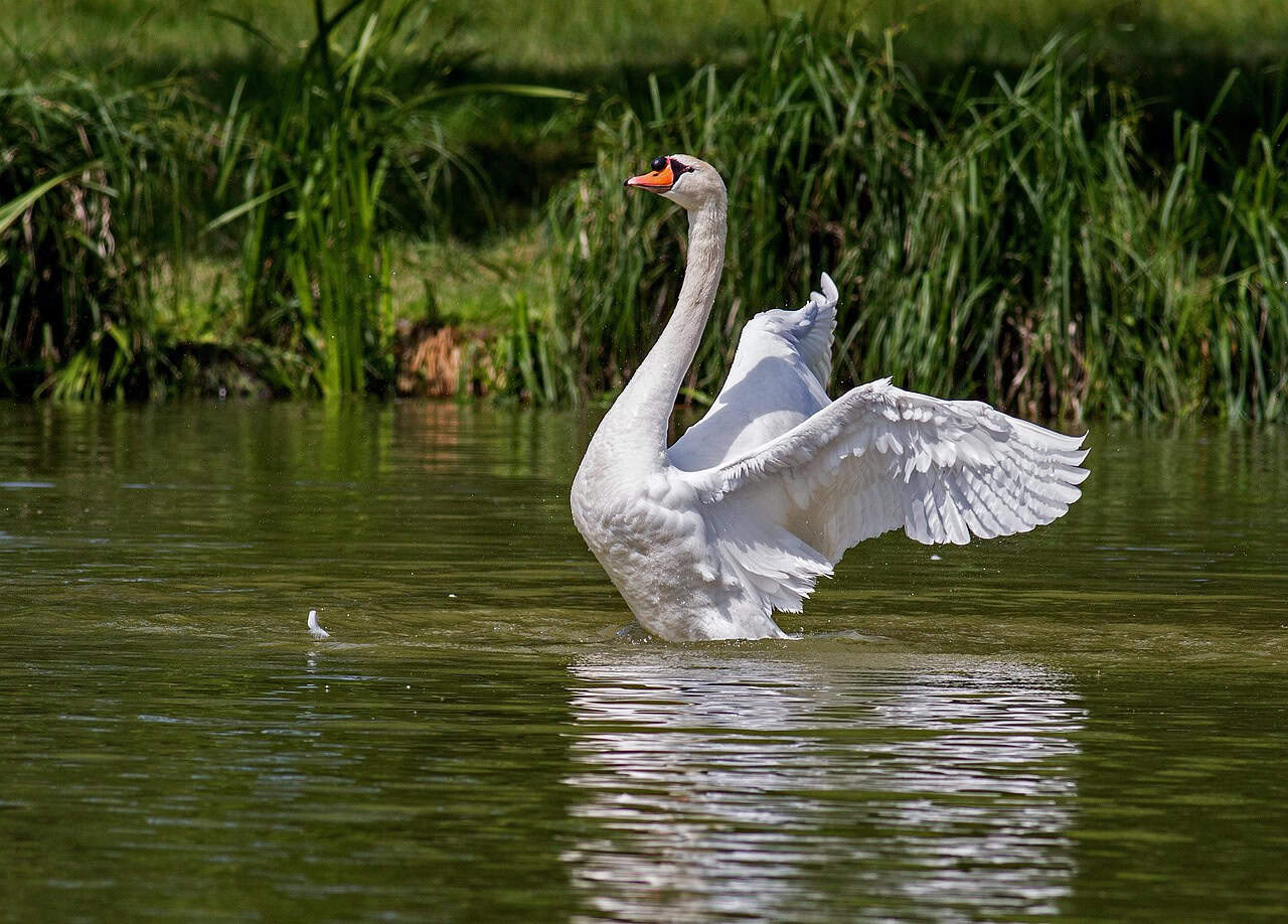 Libra: The Graceful Swan (image credits: pixabay)