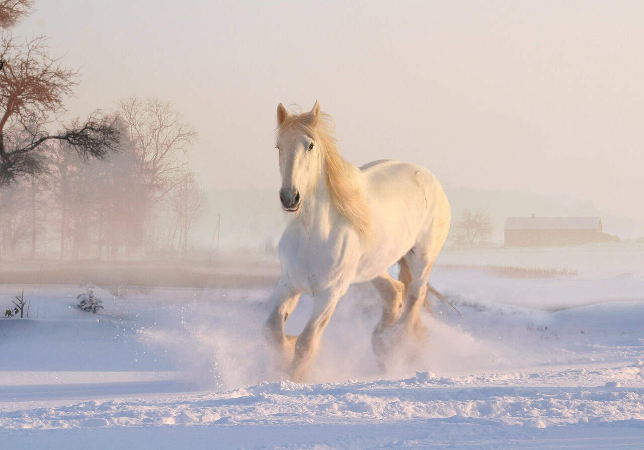 Sagittarius: The Adventurous Horse (image credits: pixabay)