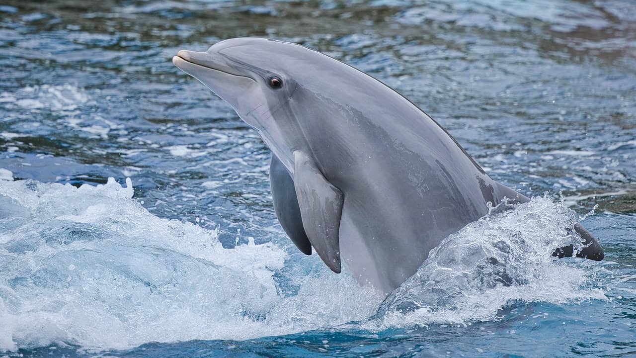 Aquarius: The Intelligent Dolphin (image credits: pixabay)