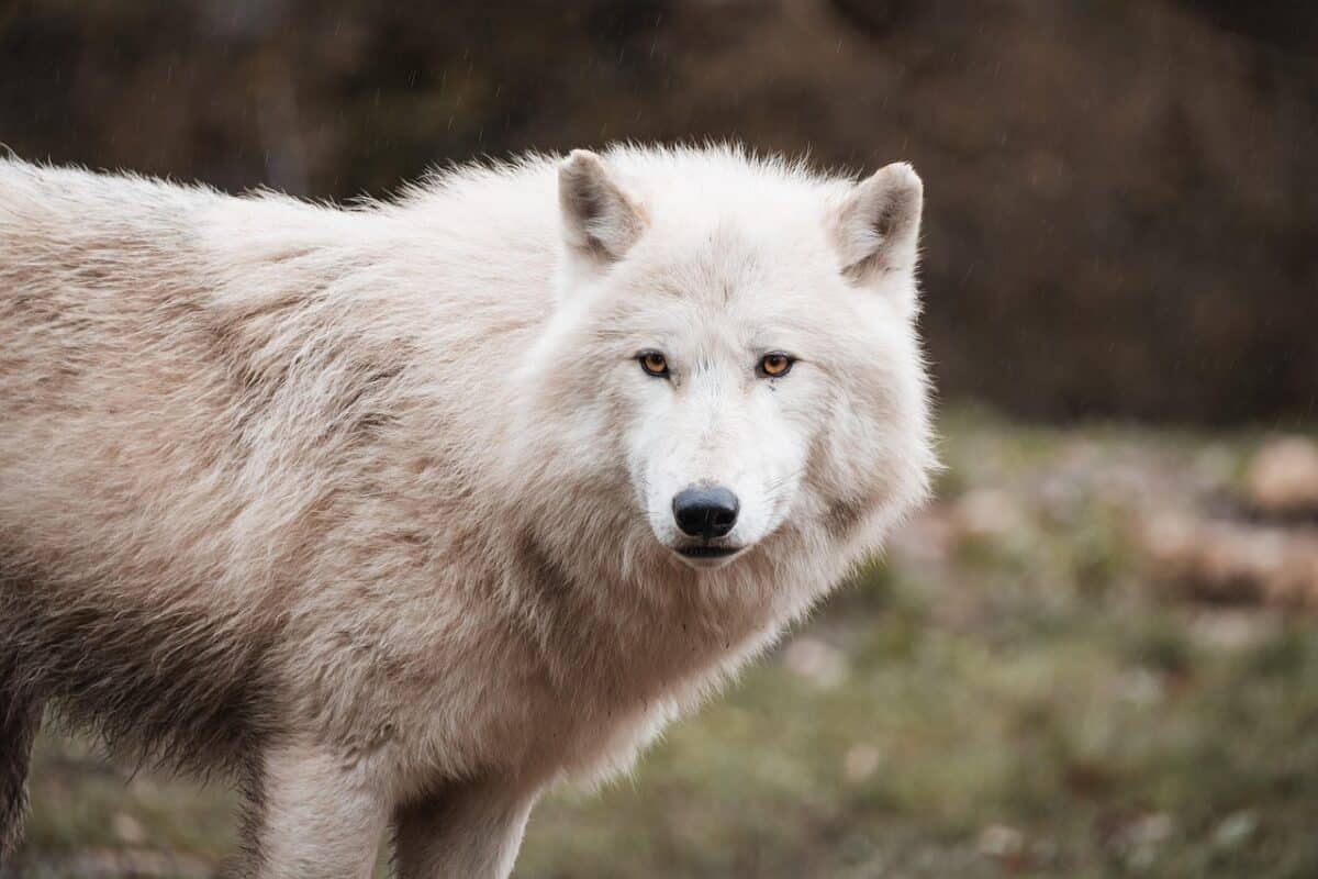 12 Zodiac Spirit Animals and Their Meanings